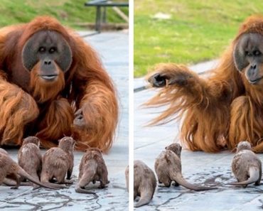 Photographer Captured The Friendship Between Orangutans And Otters At The Zoo