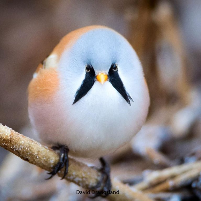 These Adorable Bearded Reedling Birds Looks Like They Have Real Beards