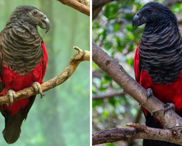 Dracula Parrots – The Most Gothic Looking Birds On Earth