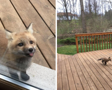 Guy Photographed Baby Foxes Playing On His Grandma’s Porch