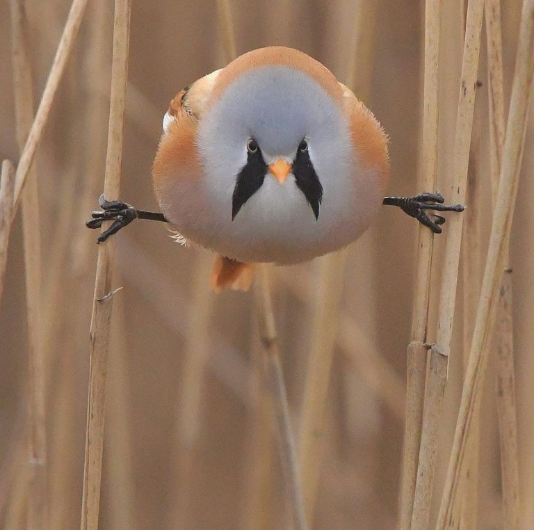 These Adorable Bearded Reedling Birds Looks Like They Have Real Beards
