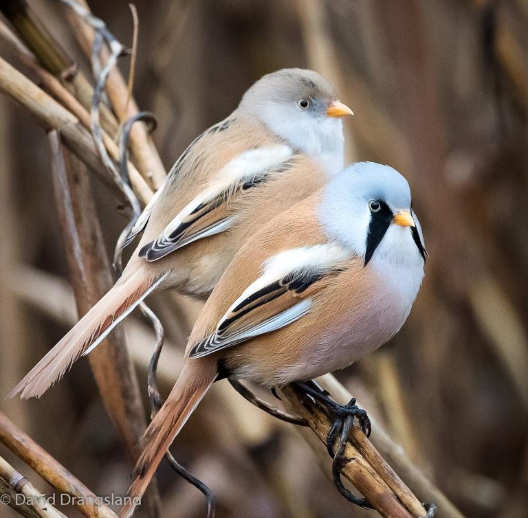 These Adorable Bearded Reedling Birds Looks Like They Have Real Beards