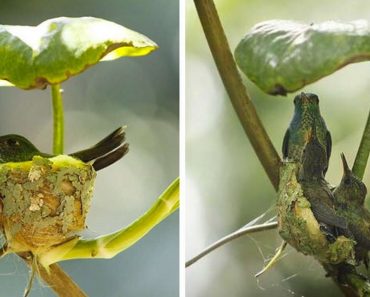 Clever Hummingbird Builds A Home With A Roof For Her Family