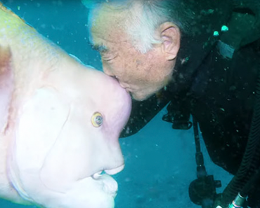 This Japanese Diver Has Been Visiting His Best Friend Fish For Morethan 2 Decades