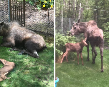 Man Documented A Moose And Her Calves That Decide To Spend A Day In His Backyard