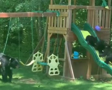 Mama Bear Plays With Her 5 Adorable Cubs In A Children’s Playground