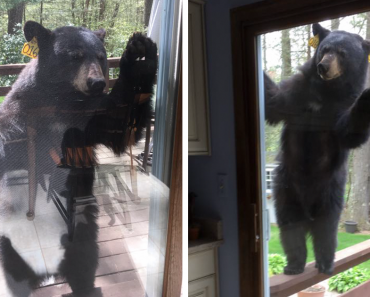 Bear Smells Brownies And Tries To Get Inside Granny’s Home