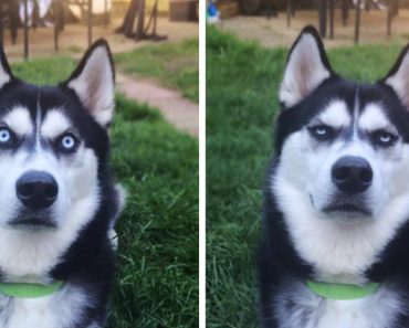 Owner Pretends To Throw Ball And Captured The Exact Moment Husky Realizes He Was Betrayed
