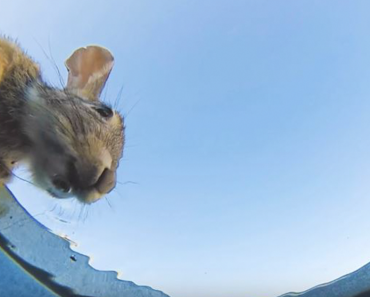 Guy Hides A Camera In Bucket Of Water To See Who Comes To Drink