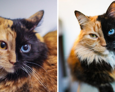 Meet The ‘Chimera’ Kitten, A Cute ‘Accident’ Of Nature
