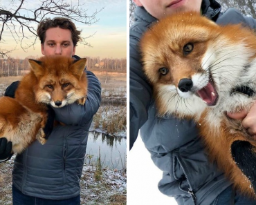 Guy Saved A Wild Fox From A Fur Farm And They Became Best Buddies Since Then