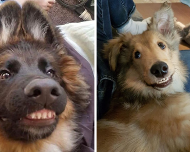 21 Dog Photos Where Their Teeth Are Visible In A Funny Way