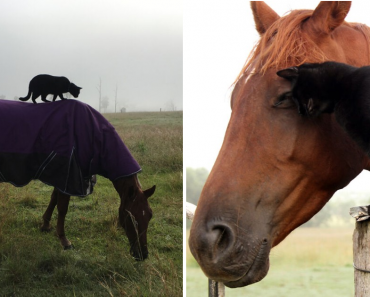 Owner Captured Her Cat And Horse That Have Been Best Friends For The Last 7 Years