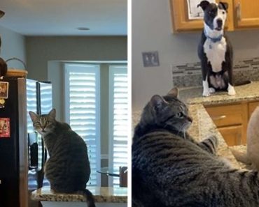 Adopted Pitbull Got So Friendly With Cats And Thinks He Is One Of Them