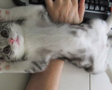 16 Ridiculous Cats Who Don’t Understand The Meaning Of Personal Space