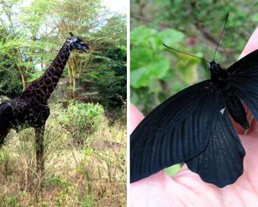 16 Animals That Looks Like They Were Painted By The Night Itself