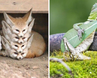 21 Endearing Photos Of Animals That Captured Their Gestures At The Exact Moment