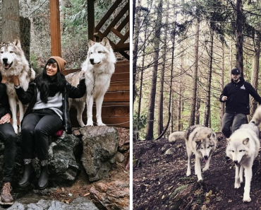 You Can Visit This Island Full Of Friendly Wolves