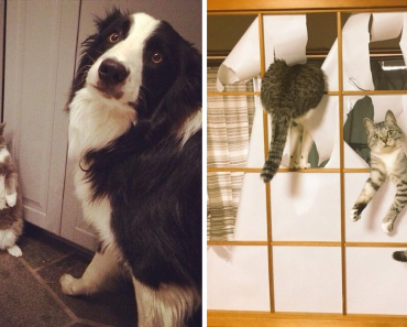 21 Naughty Pets Who Didn’t Expect You’d Be Home So Soon