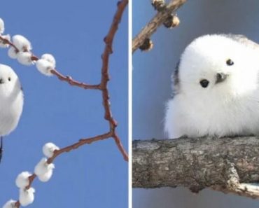 These Birds That Looks Like Flying Cotton Balls Lives In Japan
