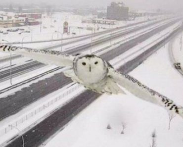 Traffic Camera Captured Stunning Video Of A Snowy Owl