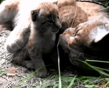 Caged For Years Lynx Finally Raises Her Own Kittens