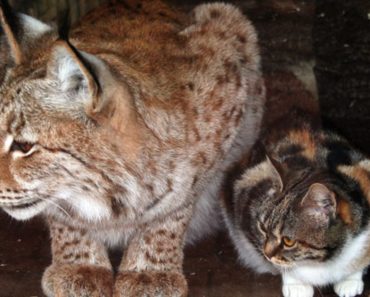 A Cat Sneaks Into A Zoo And Became Best Friends With A Eurasian Lynx’s
