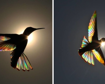 Magical Pictures Of Hummingbirds’ Wings Shining Like Rainbows