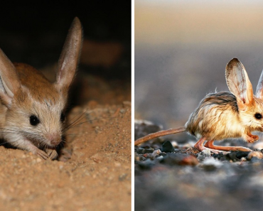 This Tiny Animal Looks Like A Mix Between A Rabbit, A Kangaroo, A Pig, And A Mouse