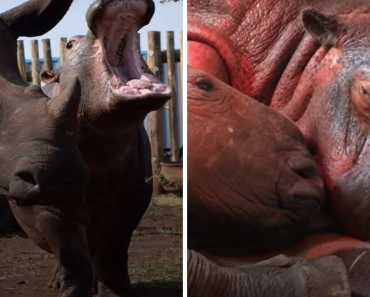 Baby Hippo And Orphaned Baby Rhino Fall In Love With Each Other