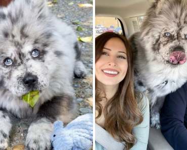 Meet Famous Puppy ‘Oreo Cloud’ Who Now Becomes A Gorgeous Fluffy 85-Pound Dog
