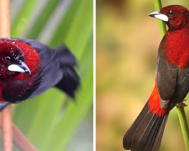 Crimson-Backed Tanager: The Striking Red Bird With A Shining Silver Beak