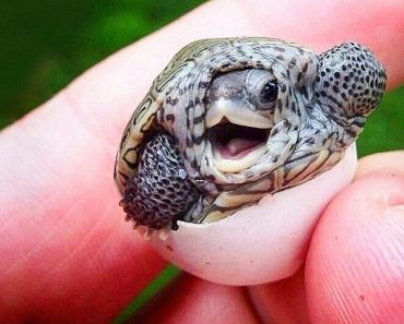 Photographs Of 15 Adorable Baby Animals