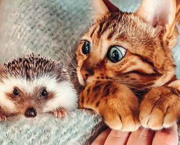 The Adventures Of Mr.Pokee The Hedgehog And Its Bengal Best Friend