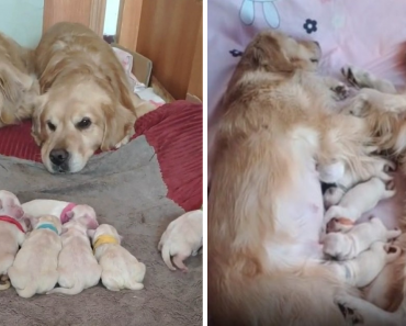 Golden Retriever Parents  Watch Over Their Adorable 7 Newborn Puppies