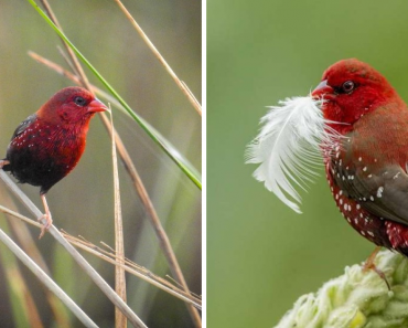 Strawberry Finches Are Covered With Bright Scarlet Plumage And Speckled With Bright White Spots
