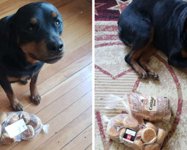 Dog Used To Guards Family’s Bread Whenever They Leave The House