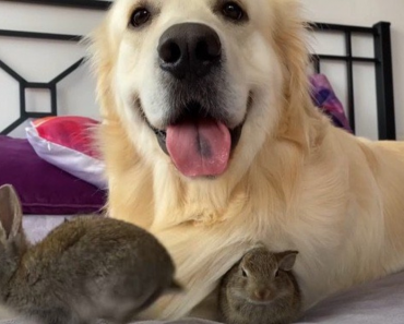 Baby Bunnies Think This Golden Retriever Is Their Mother, The Dog Happily Takes Responsibility