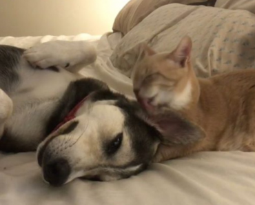 Cat Who Raised Dog From a Puppy Licks Him Every Night Before Going to Bed