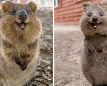 Quokkas Seems Like They’re The Happiest Animals On Earth