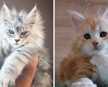 Beauty Of The Maine Coon Kittens Who Are Waiting To Grow Up