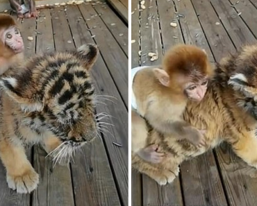 Adorable Moment Baby Monkey Plays With His Tiger Cub Best Friend
