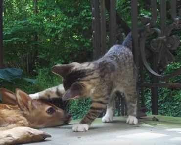 Kitten Overflowing With Excitement When She Meets A Baby Deer