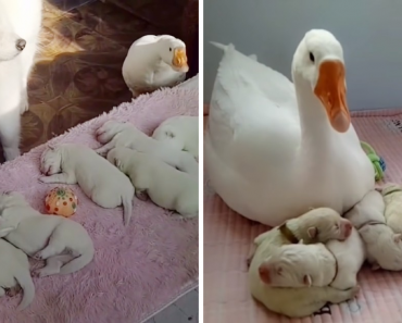 Sweet Goose Becomes The Nanny Of Her Bestie’s Puppies