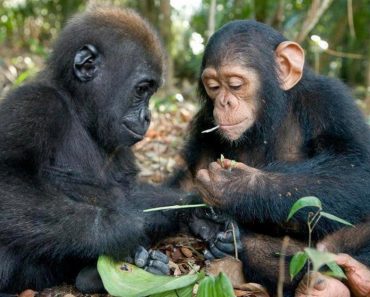 Photographer Captured The Friendship Between A Baby Gorilla And A Chimp