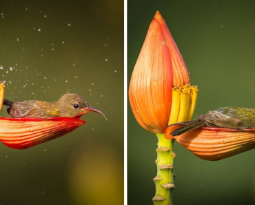 Photographer Captured A Little Bird Using A Flower Petal As Its Bathtub
