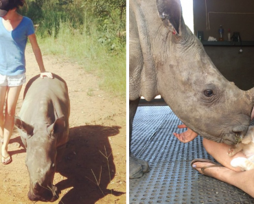Adorable Baby Rhino Became Friends With Her Rescuer’s Cat