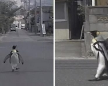 Rescued King Penguin Loved Going To The Fish Market So Much That His Family Taught Him How To Buy Fish On His Own