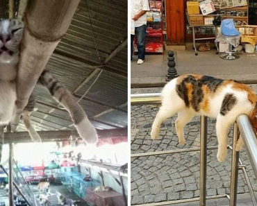 Cats That Fell Asleep In The Weirdest Places!
