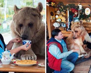 Couple Adopted An Orphaned Bear Morethan 25 Years Ago, And He Became A Family Member